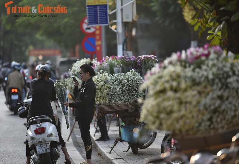 Cuc Hoa mi dau mua xuong pho, dan buon het gia ca tram nghin/bo-Hinh-10