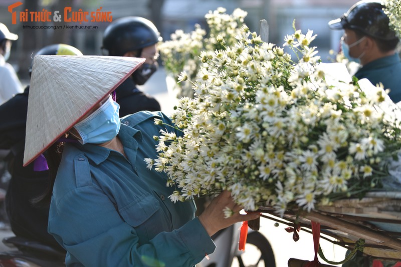 Cuc Hoa mi dau mua xuong pho, dan buon het gia ca tram nghin/bo-Hinh-3