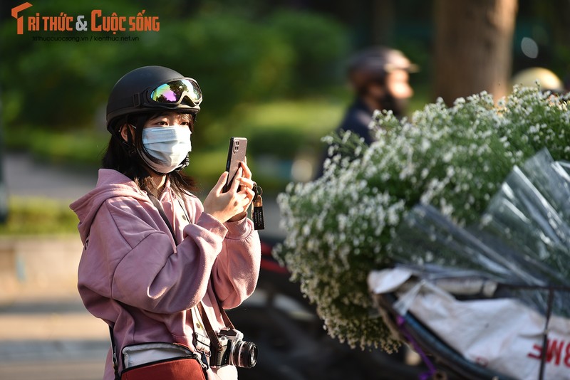 Cuc Hoa mi dau mua xuong pho, dan buon het gia ca tram nghin/bo-Hinh-7