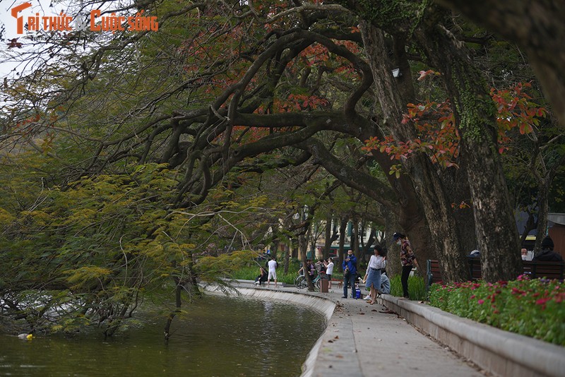 Ha Noi dep diu dang mua Loc Vung thay la-Hinh-4